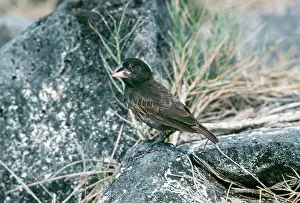 Darwins: DarwinIs / Galapagos FINCH - Medium Ground-Finch