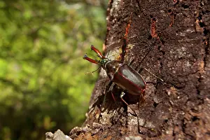 Darwins: Darwin's Beetle / Grant's Stag Beetle / Chilean