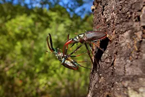 Darwins: Darwin's Beetle / Grant's Stag Beetle / Chilean