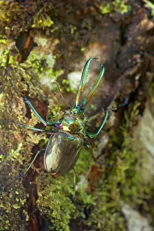 Darwins: Darwin's Beetle / Grant's Stag Beetle / Chilean