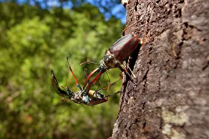 Darwins: Darwin's Beetle / Grant's Stag Beetle / Chilean