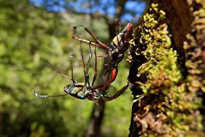 Darwins: Darwin's Beetle / Grant's Stag Beetle / Chilean