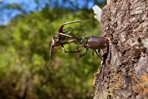 Darwins: Darwin's Beetle / Grant's Stag Beetle / Chilean