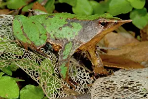 Rufum: Darwin's Frog