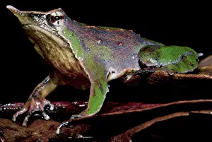 Rufum: Darwin's Frog