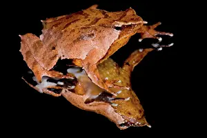 Imperiled: Darwin's Frog