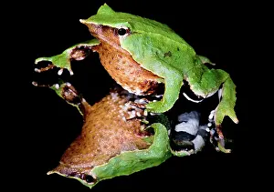 Imperiled: Darwin's Frog