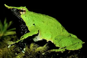 Imperiled: Darwin's Frog