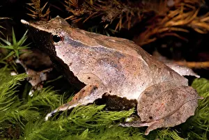 Imperiled: Darwin's Frog
