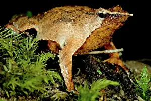 Imperiled: Darwin's Frog