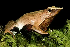 Imperiled: Darwin's Frog