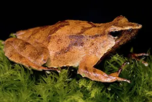 Imperiled: Darwin's Frog