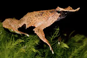 Imperiled: Darwin's Frog