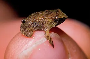 Imperiled: Darwin's Frog