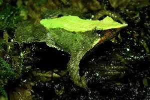 Imperiled: Darwin's Frog