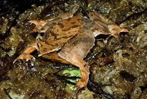 Imperiled: Darwin's Frog