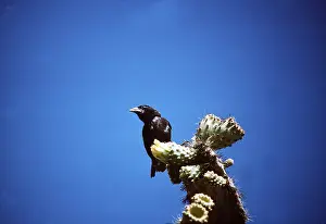 Darwins: DARWIN'S / GALAPAGOS FINCH - male, on cactus