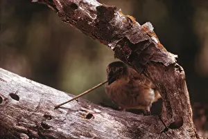 Intelligence: DARWIN'S / GALAPAGOS TOOL FINCH - Using twig as tool