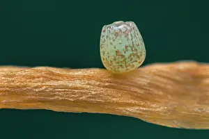 Thomas Marent: Darwin's Heath (Coenonympha darwiniana) egg of b