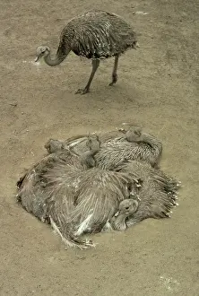 Rheas: Darwin's / Lesser Rhea - Group resting in nest