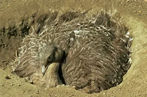 Rheas: Darwin's / Lesser Rhea - male incuabting eggs in nestS