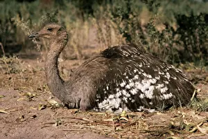 Rheas: Darwin's / Lesser Rhea - resting