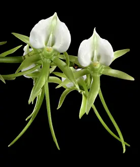 Darwin: Darwin's Orchid