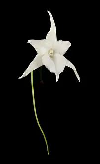 Darwin: Darwin's Orchid