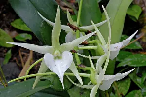 Darwins: Darwin's Orchid Christmas Orchid Star of Bethlehem Orchid