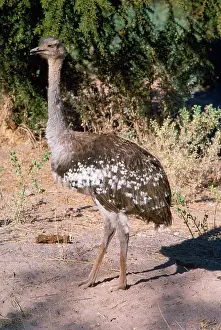 Rheas: Darwin's Rhea