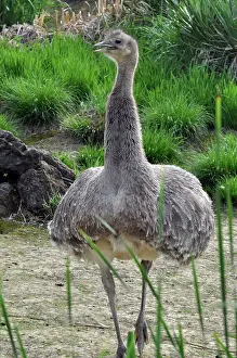 Rhea: Darwin's Rhea