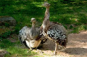 Zoological: Darwins Rhea ( Pterocnemia pennata )