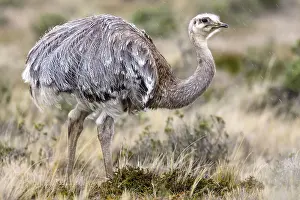 Darwins: Darwins Rhea (Rhea pennata pennata) standing in