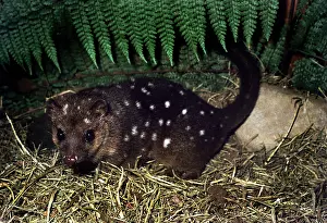 Quoll: DASYURE / New Guinea Quoll