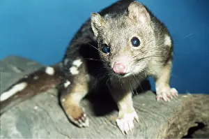 Tasmania: DASYURUS / EASTERN QUOLL - close-up