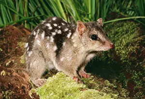 Quoll: DASYURUS / NORTHERN QUOLL