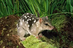 Quoll: DASYURUS / Northern Quoll