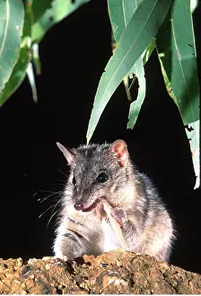Geckos: DASYURUS / Northern Quoll - eating a gecko