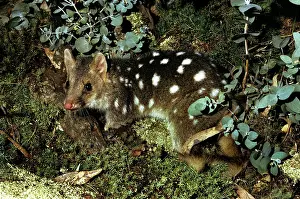 Quoll: DASYURUS / Quoll - MARSUPIAL CAT