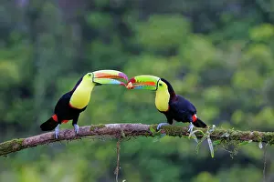Ramphastos: Date: 01-03-2022