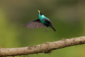 Honeycreeper: Date: 02-03-2022