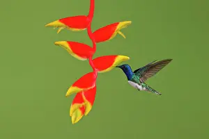 Heliconia: Date: 02-03-2022