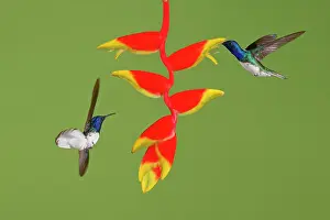 Heliconia: Date: 02-03-2022