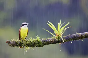 Kiskadee: Date: 03-03-2022