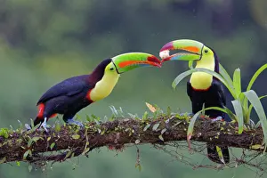 Ramphastos: Date: 03-03-2022