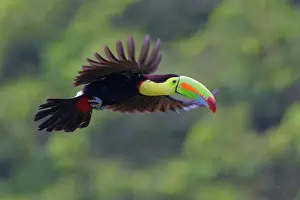 Ramphastos: Date: 03-03-2022