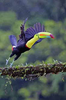 Ramphastos: Date: 03-03-2022