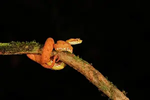 Vipers: Date: 03-03-2022