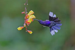 Hemileucurus: Date: 04-03-2022