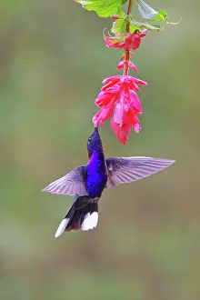Hemileucurus: Date: 05-03-2022
